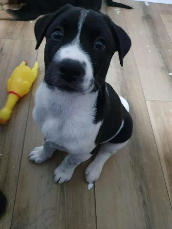 Cachorro raça SRD-ViraLata idade 2 a 6 meses nome Lana