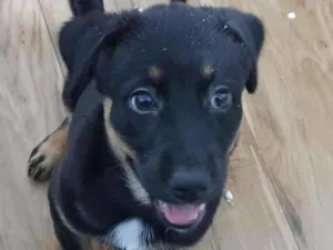 Cachorro raça SRD-ViraLata idade 2 a 6 meses nome Luna
