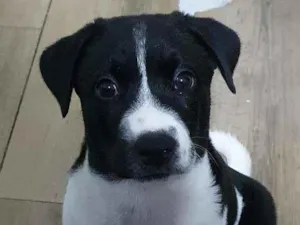Cachorro raça SRD-ViraLata idade 2 a 6 meses nome Lana