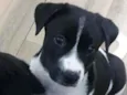 Cachorro raça SRD-ViraLata idade 2 a 6 meses nome Lana