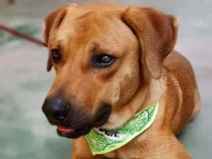 Cachorro raça SRD-ViraLata idade 3 anos nome CARAMELO