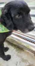 Cachorro raça SRD-ViraLata idade 6 ou mais anos nome TUFÃO