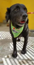Cachorro raça SRD-ViraLata idade 6 ou mais anos nome TUFÃO