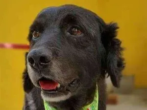 Cachorro raça SRD-ViraLata idade 6 ou mais anos nome TUFÃO