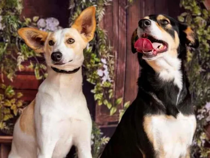 Cachorro raça SRD-ViraLata idade 3 anos nome LEO E LINDA