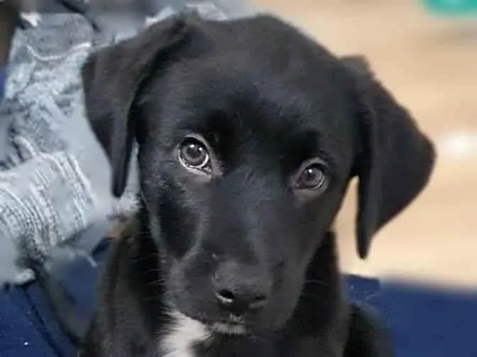 Cachorro raça SRD-ViraLata idade 2 a 6 meses nome Luan