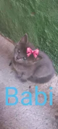 Babi