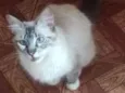 Gatinha