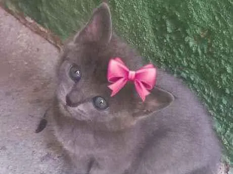 Gato ra a SRD idade Abaixo de 2 meses nome Babi