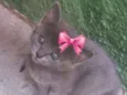 Babi