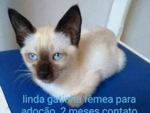 Gato raça SRD idade 2 a 6 meses nome Gatinha