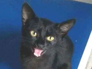 Gato raça SRD idade 2 a 6 meses nome Gatinha