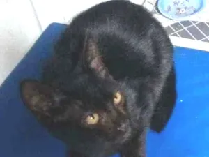 Gato raça SRD idade 2 a 6 meses nome Gatinho