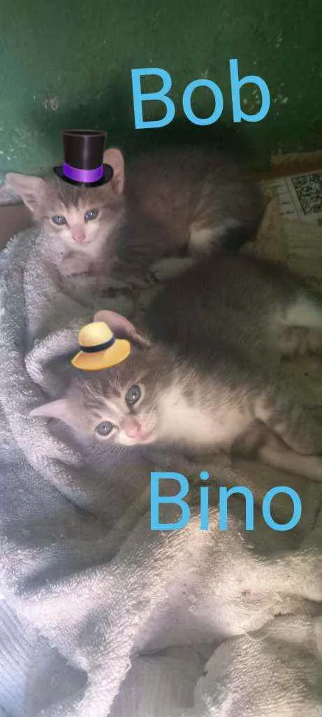 Gato ra a SRD idade Abaixo de 2 meses nome Bob e Bino