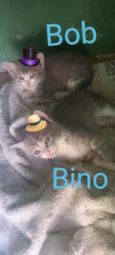 Bob e Bino