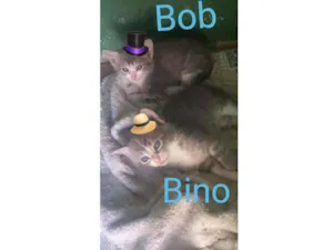 Gato raça SRD idade Abaixo de 2 meses nome Bob e Bino