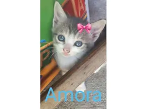 Gato raça SRD idade Abaixo de 2 meses nome Amora