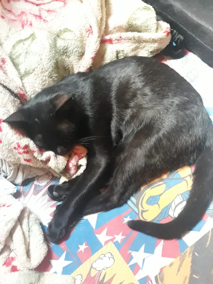 Gato raça SRD idade  nome Não tem