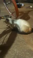 Não tem