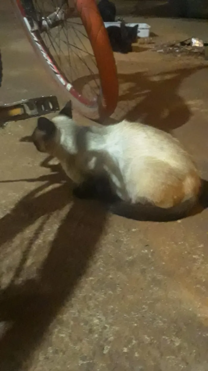 Gato raça SRD idade  nome Não tem