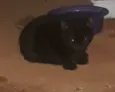 Não tem