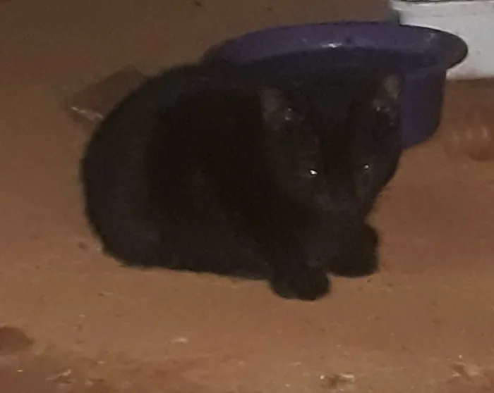 Gato raça SRD idade  nome Não tem