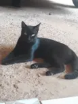 Não tem
