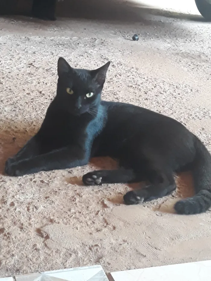 Gato raça SRD idade  nome Não tem