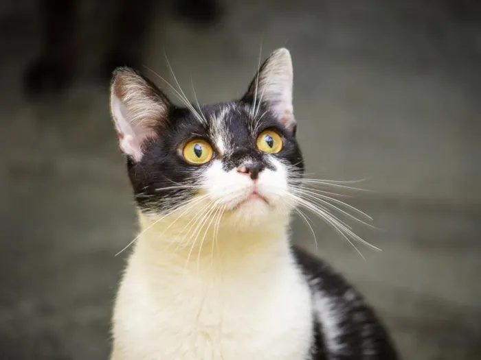 Gato raça SRD-ViraLata idade 7 a 11 meses nome Bombom