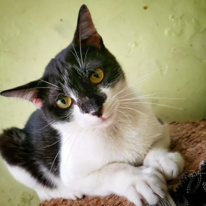 Gato raça SRD-ViraLata idade 7 a 11 meses nome Bombom