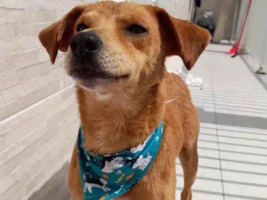 Cachorro raça  idade 1 ano nome Não sei 