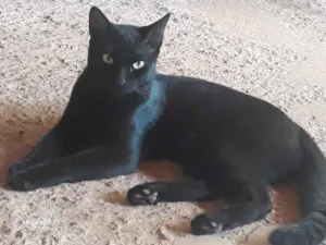 Gato raça SRD idade  nome Não tem