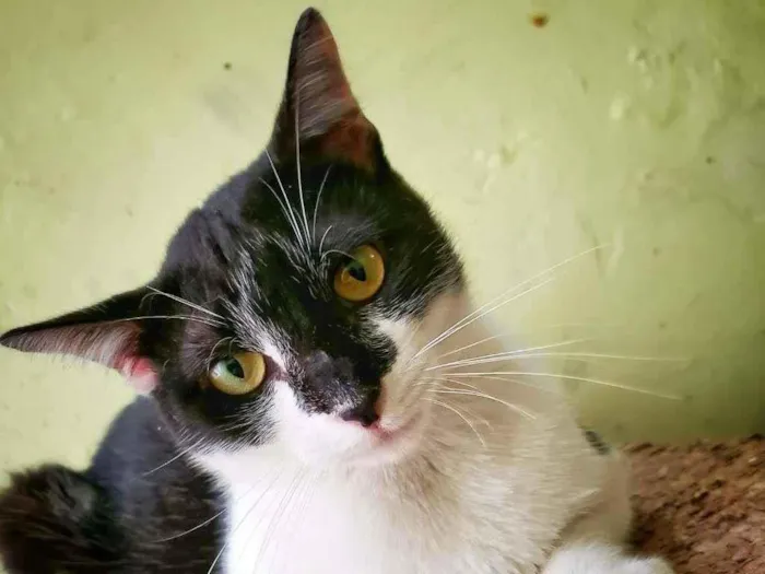 Gato raça SRD-ViraLata idade 7 a 11 meses nome Bombom