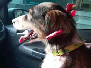 Cachorro raça  idade 2 anos nome Não sei