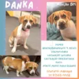 Danka