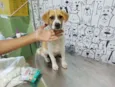 Danka