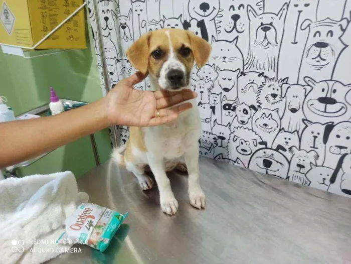 Cachorro raça Srd idade 2 a 6 meses nome Danka