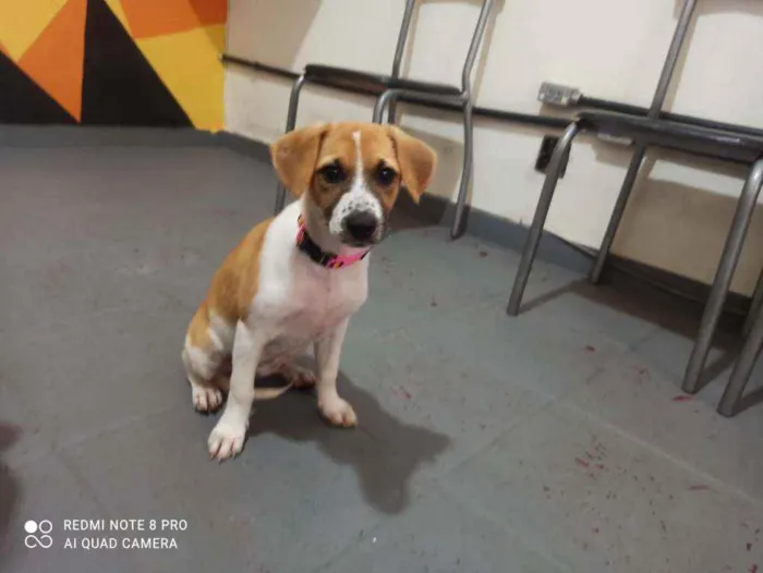 Cachorro raça Srd idade 2 a 6 meses nome Danka