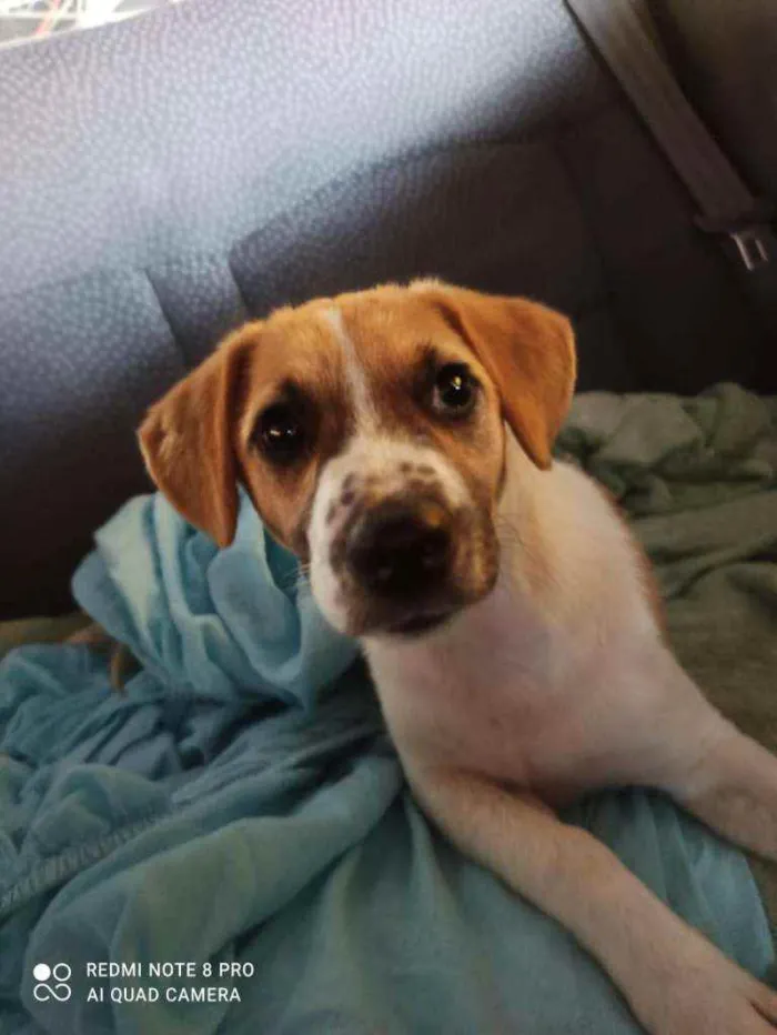 Cachorro raça Srd idade 2 a 6 meses nome Danka