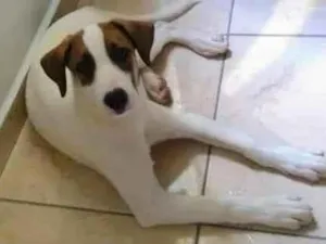 Cachorro raça SRD-ViraLata idade 2 anos nome Billy