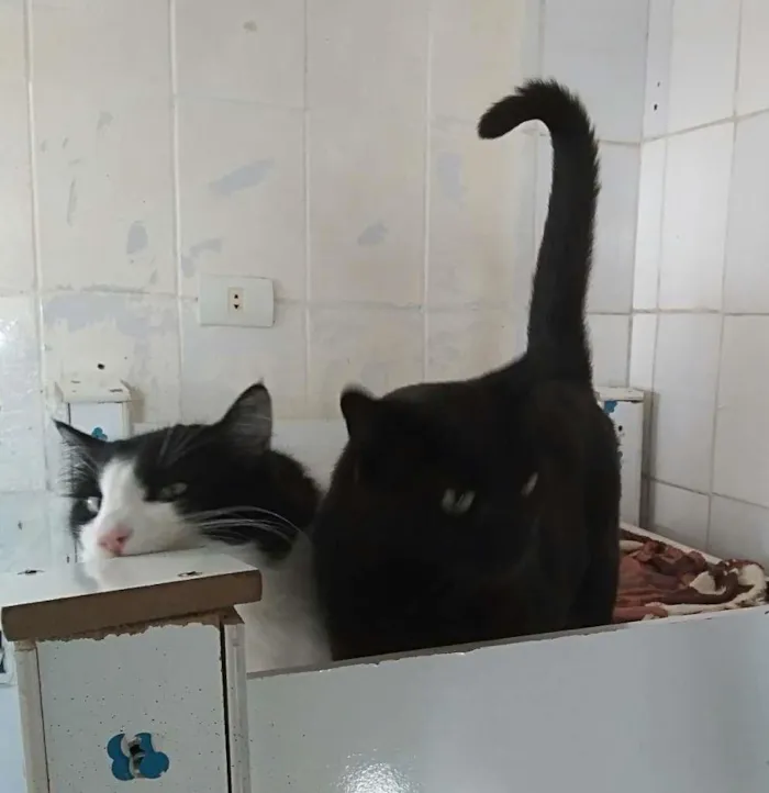 Gato raça srd idade 5 anos nome Paco