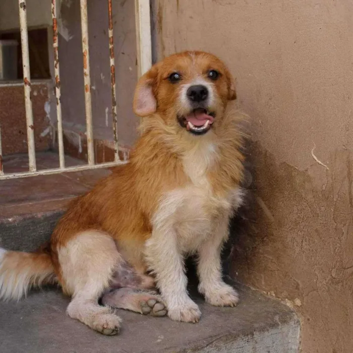 Cachorro ra a SRD-ViraLata idade 1 ano nome Thor