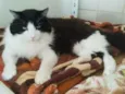 Gato raça srd idade 5 anos nome Paco