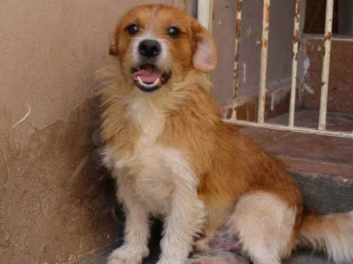 Cachorro ra a SRD-ViraLata idade 1 ano nome Thor