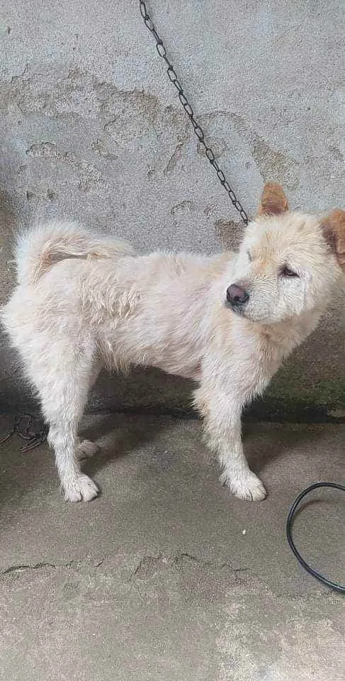 Cachorro ra a Chow Chow  idade 3 anos nome lion