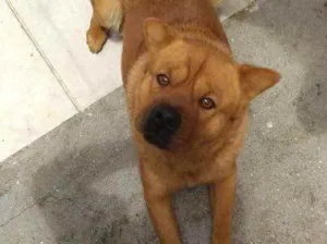 Cachorro raça  idade 2 anos nome Não sei 