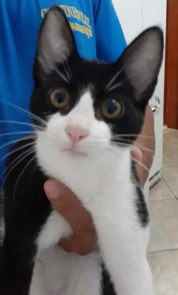 Gato ra a  idade 7 a 11 meses nome Não sei 