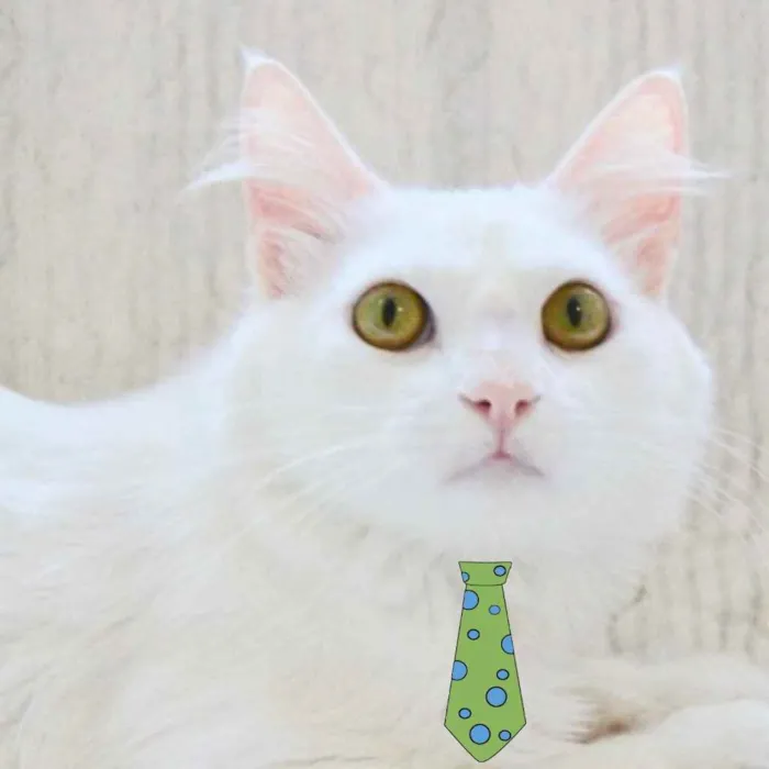 Gato ra a Mestiço  idade 1 ano nome Gerald 