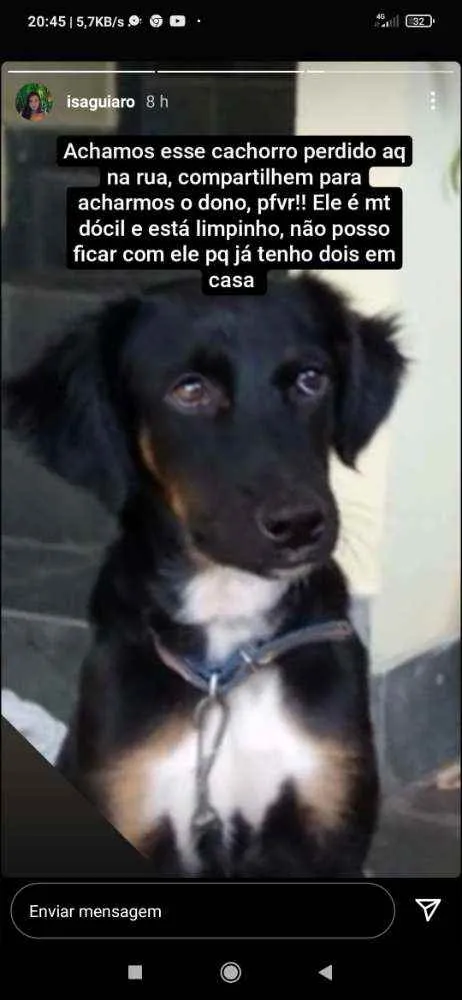 Cachorro ra a Pastor c viralata idade 7 a 11 meses nome Toddy Negão