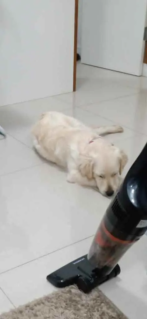 Cachorro ra a Mistura de Labrador com golden idade 7 a 11 meses nome Lia